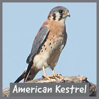 American Kestrel